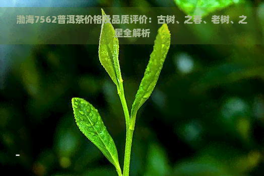 渤海7562普洱茶价格及品质评价：古树、之春、老树、之星全解析
