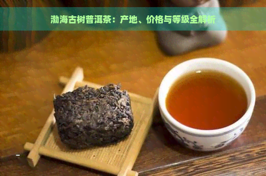 渤海古树普洱茶：产地、价格与等级全解析