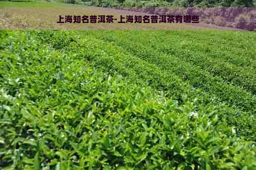 上海知名普洱茶-上海知名普洱茶有哪些