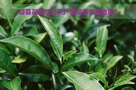 容县高端普洱茶产地包括哪些地区？