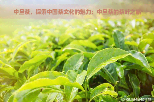 中旦茶，探索中国茶文化的魅力：中旦茶的茶叶之旅