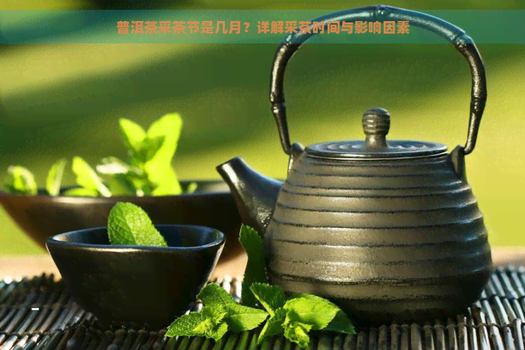 普洱茶采茶节是几月？详解采茶时间与影响因素